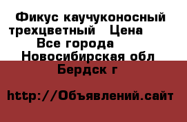 Фикус каучуконосный трехцветный › Цена ­ 500 - Все города  »    . Новосибирская обл.,Бердск г.